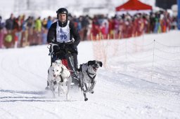 Lenk 2013
